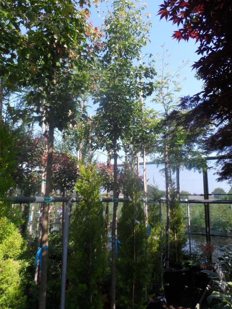  Drietandsesdoorn (Acer Buergerianum)