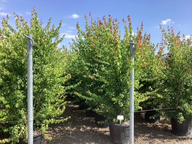  Drietandsesdoorn (Acer Buergerianum)