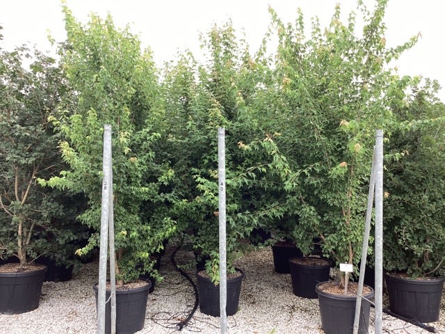  Drietandsesdoorn (Acer Buergerianum)