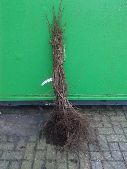  Veldesdoorn Als Haag (Acer Campestre)
