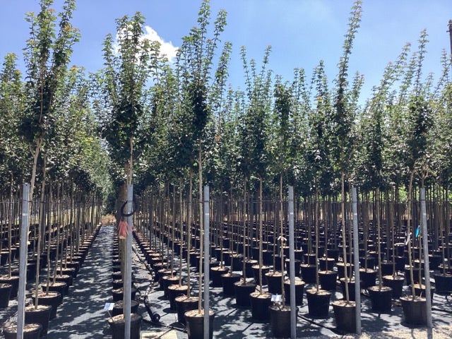  Esdoorn (Acer Campestre 'Elsrijk')