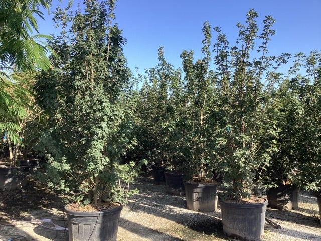  Meerstammige Veldesdoorn (Acer Campestre)