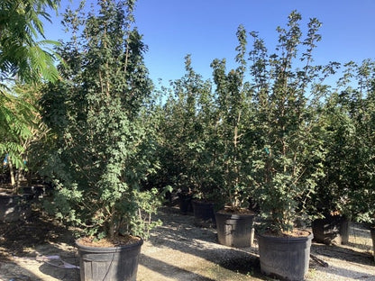  Meerstammige Veldesdoorn (Acer Campestre)