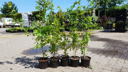  Veldesdoorn Als Haag (Acer Campestre)