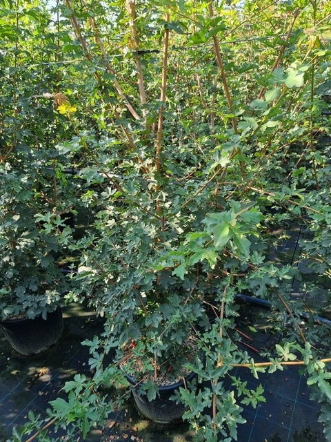  Meerstammige Veldesdoorn (Acer Campestre)