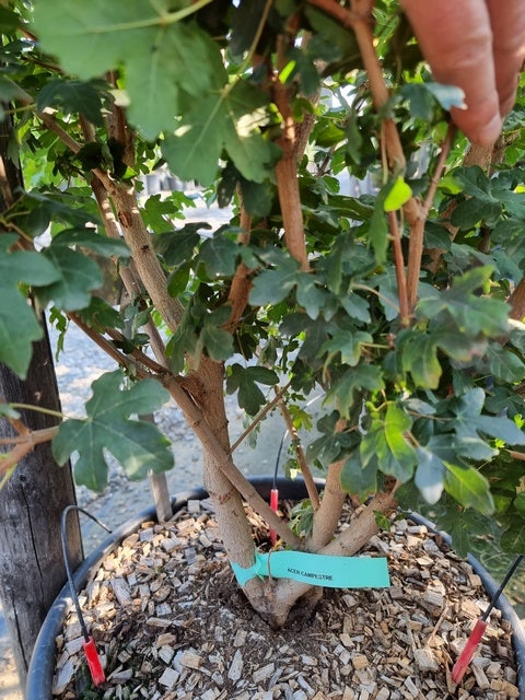  Meerstammige Veldesdoorn (Acer Campestre)
