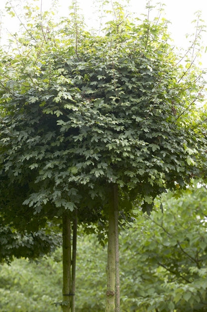  Esdoorn (Acer Campestre 'Elsrijk')