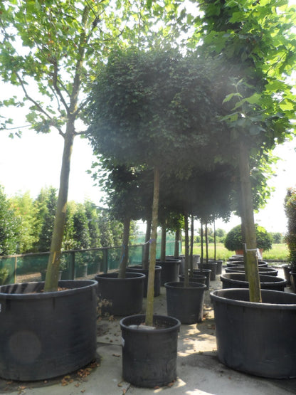  Esdoorn (Acer Campestre 'Elsrijk')