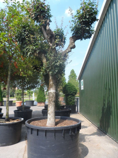  Bolesdoorn (Acer Campestre 'Nanum')
