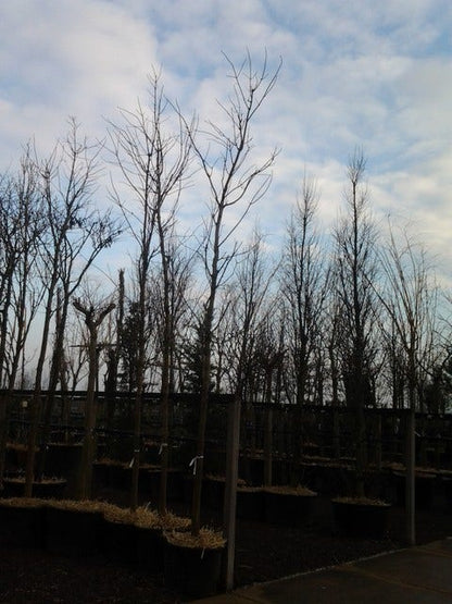  Rode Esdoorn (Acer Platanoides 'Crimson King')