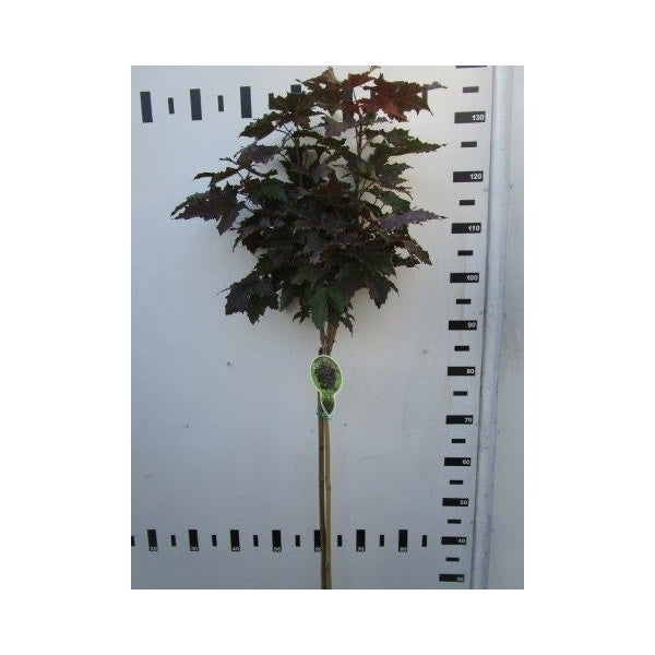  Noorse Esdoorn Op Stam (Acer Platanoides 'Crimson Sentry')