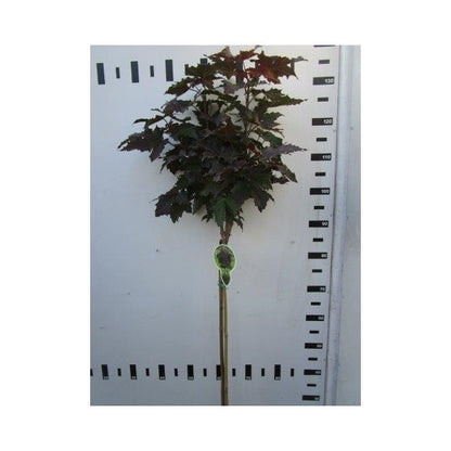  Noorse Esdoorn Op Stam (Acer Platanoides 'Crimson Sentry')