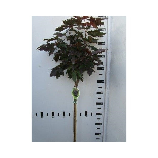  Noorse Esdoorn Op Stam (Acer Platanoides 'Crimson Sentry')