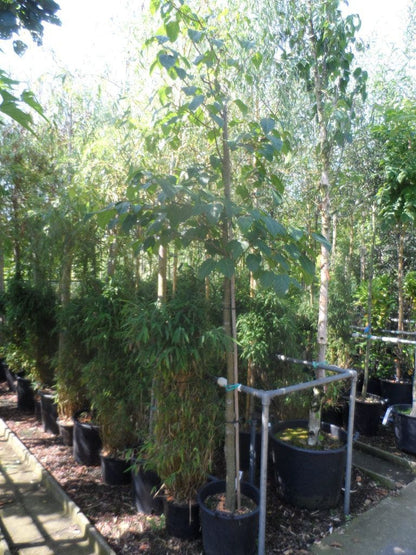  Chinese Esdoorn (Acer Davidii )