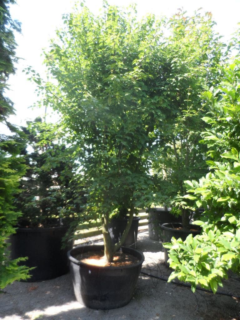  Chinese Esdoorn (Acer Davidii )
