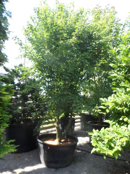  Chinese Esdoorn (Acer Davidii )