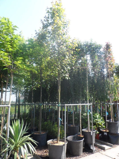  Esdoorn (Acer Freemanii 'Autumn Blaze')