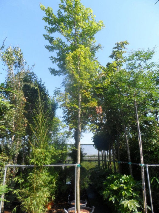  Esdoorn (Acer Freemanii 'Autumn Blaze')