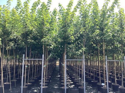  Esdoorn (Acer Freemanii 'Autumn Blaze')