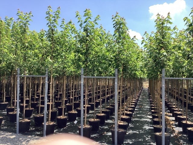  Esdoorn (Acer Freemanii 'Autumn Blaze')