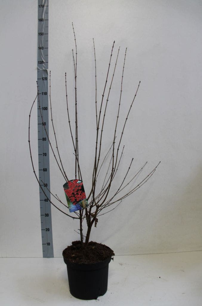  Papieresdoorn (Acer Griseum)