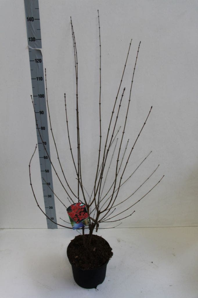  Papieresdoorn (Acer Griseum)