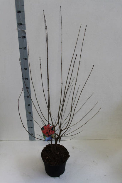  Papieresdoorn (Acer Griseum)
