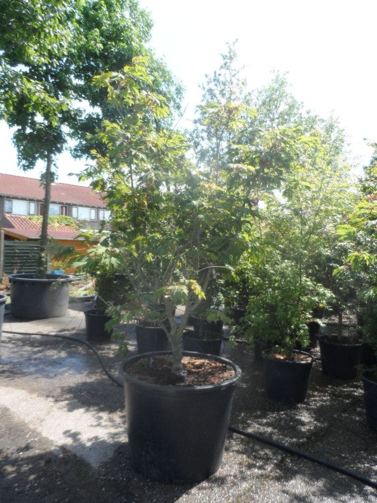  Japanse Esdoorn (Acer Japonicum 'Aconitifolium')