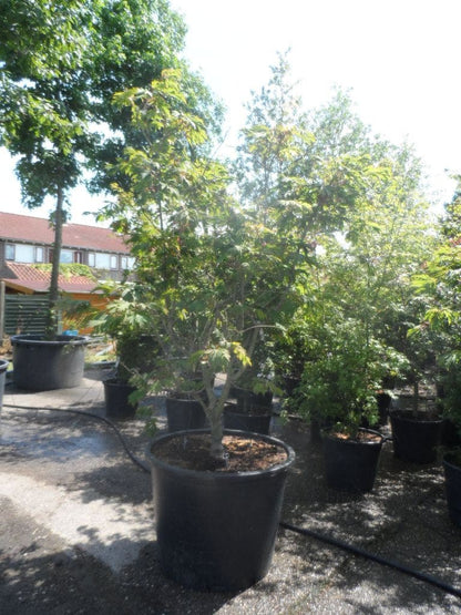  Japanse Esdoorn (Acer Japonicum 'Aconitifolium')