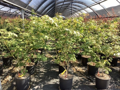  Japanse Esdoorn (Acer Japonicum 'Aconitifolium')