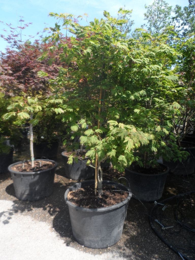  Japanse Esdoorn (Acer Japonicum 'Aconitifolium')