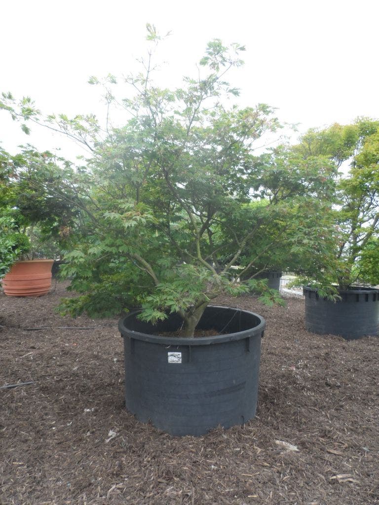  Japanse Esdoorn (Acer Japonicum 'Aconitifolium')