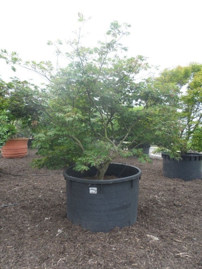  Japanse Esdoorn (Acer Japonicum 'Aconitifolium')