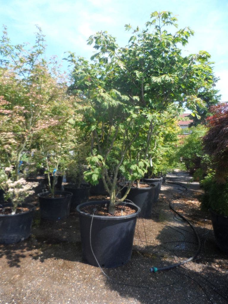 Japanse Esdoorn (Acer Japonicum 'Aconitifolium')