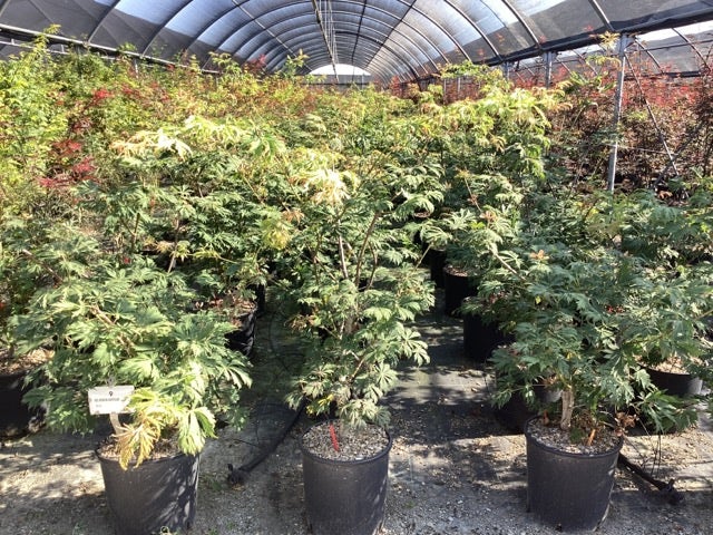  Japanse Esdoorn (Acer Japonicum 'Aconitifolium')