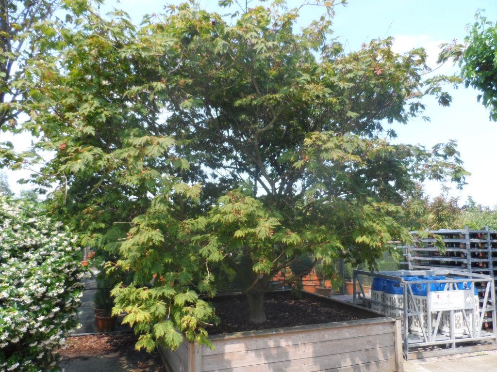  Japanse Esdoorn (Acer Japonicum 'Aconitifolium')