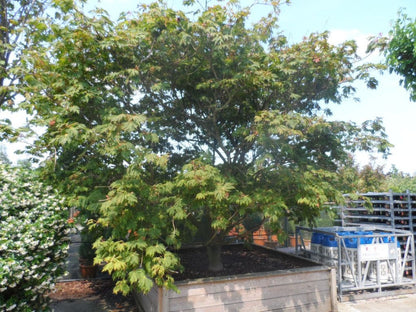  Japanse Esdoorn (Acer Japonicum 'Aconitifolium')