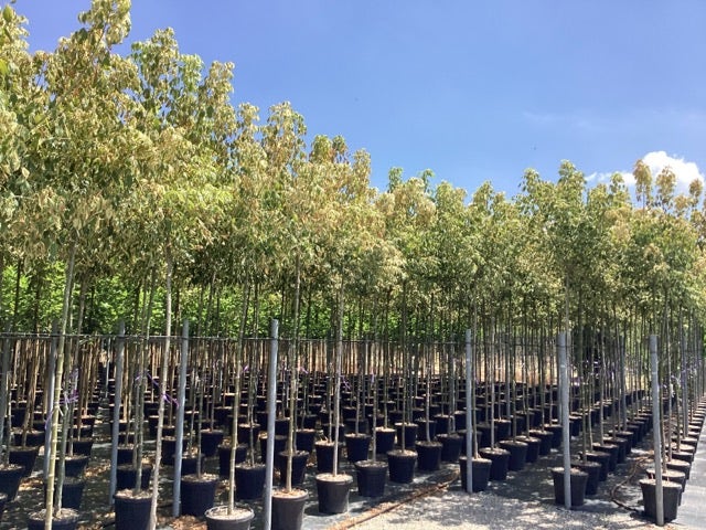  Vederesdoorn Als Boom (Acer Negundo 'Flamingo')