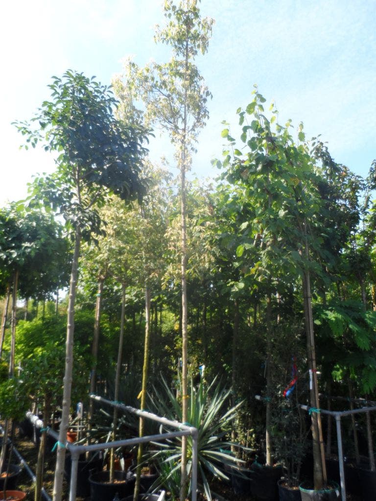  Vederesdoorn Als Boom (Acer Negundo 'Flamingo')