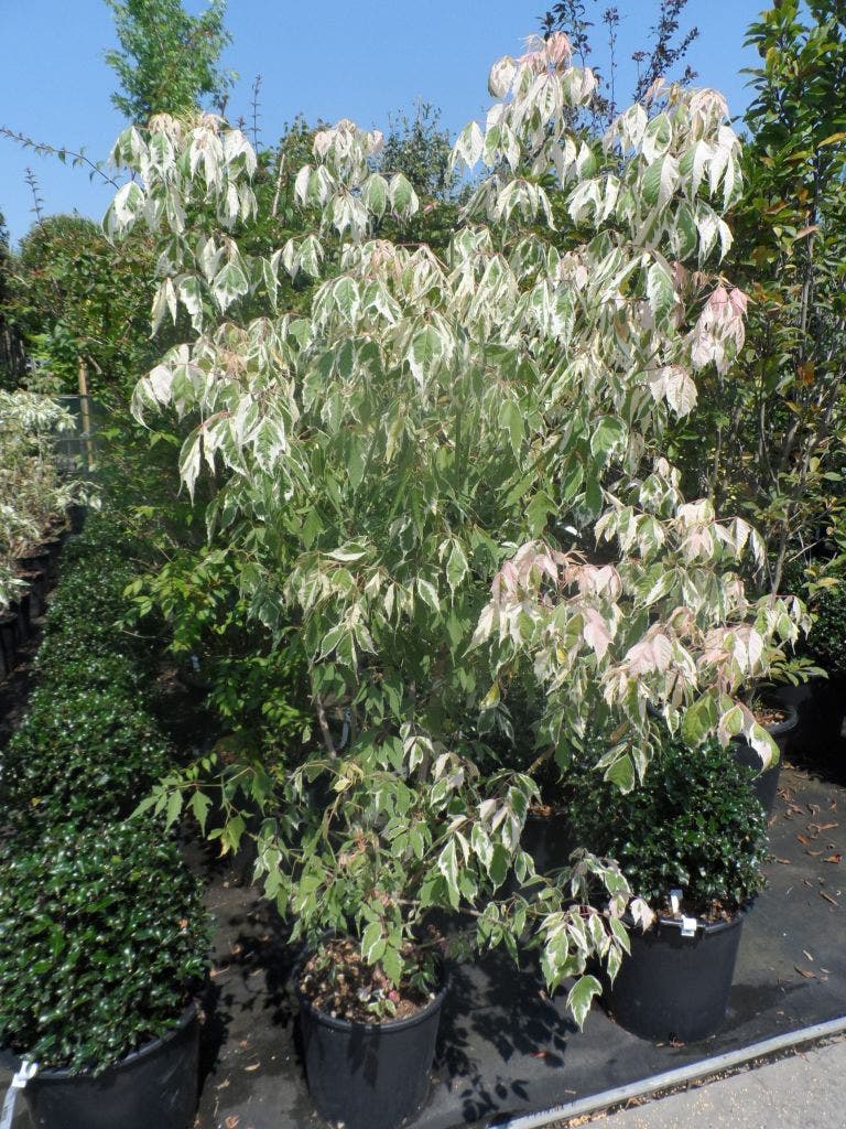  Vederesdoorn Als Boom (Acer Negundo 'Flamingo')