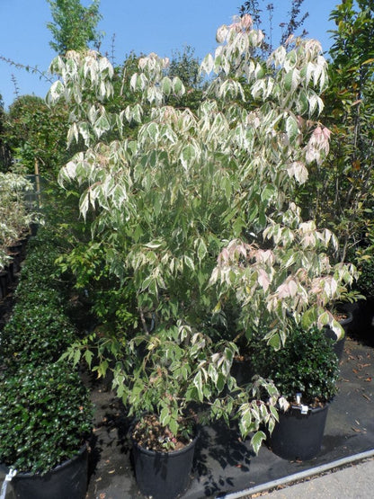  Vederesdoorn Als Boom (Acer Negundo 'Flamingo')