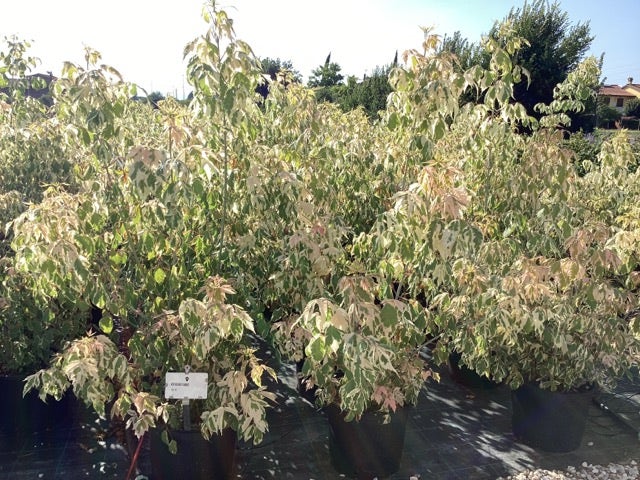  Vederesdoorn (Acer Negundo 'Flamingo')