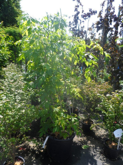  Vederesdoorn (Acer Negundo 'Kelly's Gold')