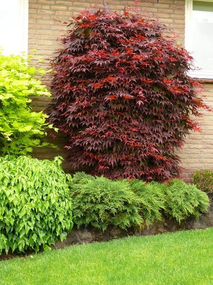  Japanse Esdoorn (Acer Palmatum 'Atropurpureum')