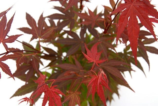  Japanse Esdoorn (Acer Palmatum 'Atropurpureum')