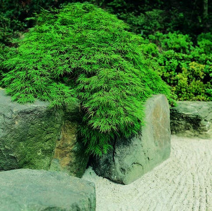  Japanse Esdoorn (Acer Palmatum 'Dissectum')