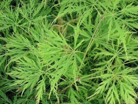  Japanse Esdoorn (Acer Palmatum 'Dissectum')