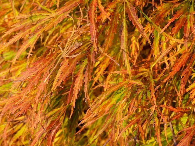  Japanse Esdoorn (Acer Palmatum 'Dissectum')