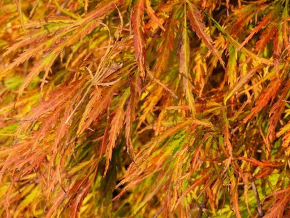  Japanse Esdoorn (Acer Palmatum 'Dissectum')