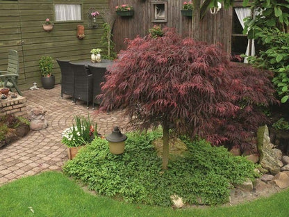  Japanse Esdoorn (Acer Palmatum 'Inaba-shidare')